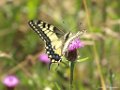 Koninginnenpage, Papilio machaon