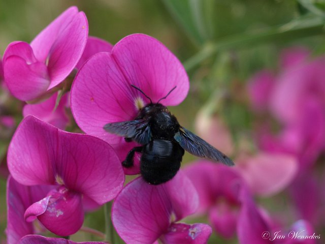 Zwarte houtbij,  Xylocopa violacea