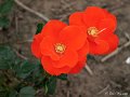 Rosa Orangeade